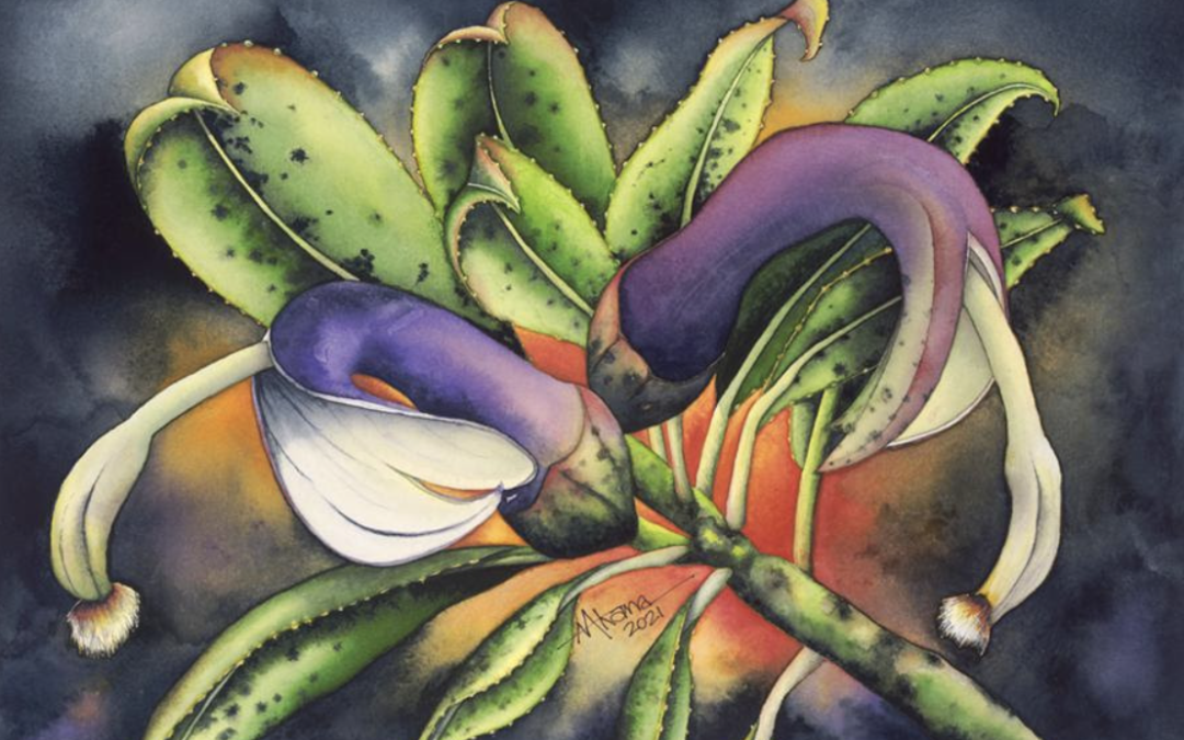 A Message From Kahu: March 20th, 2026